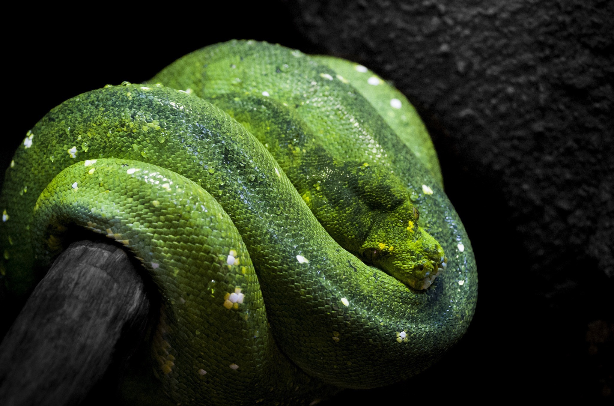 green, Tree, Python, Snake Wallpaper