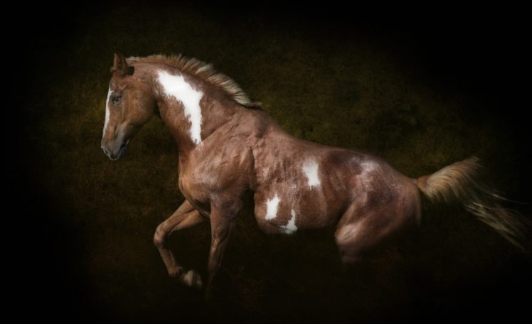 horse, Black, Bokeh HD Wallpaper Desktop Background