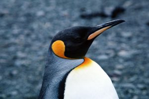 empereor, Penguins
