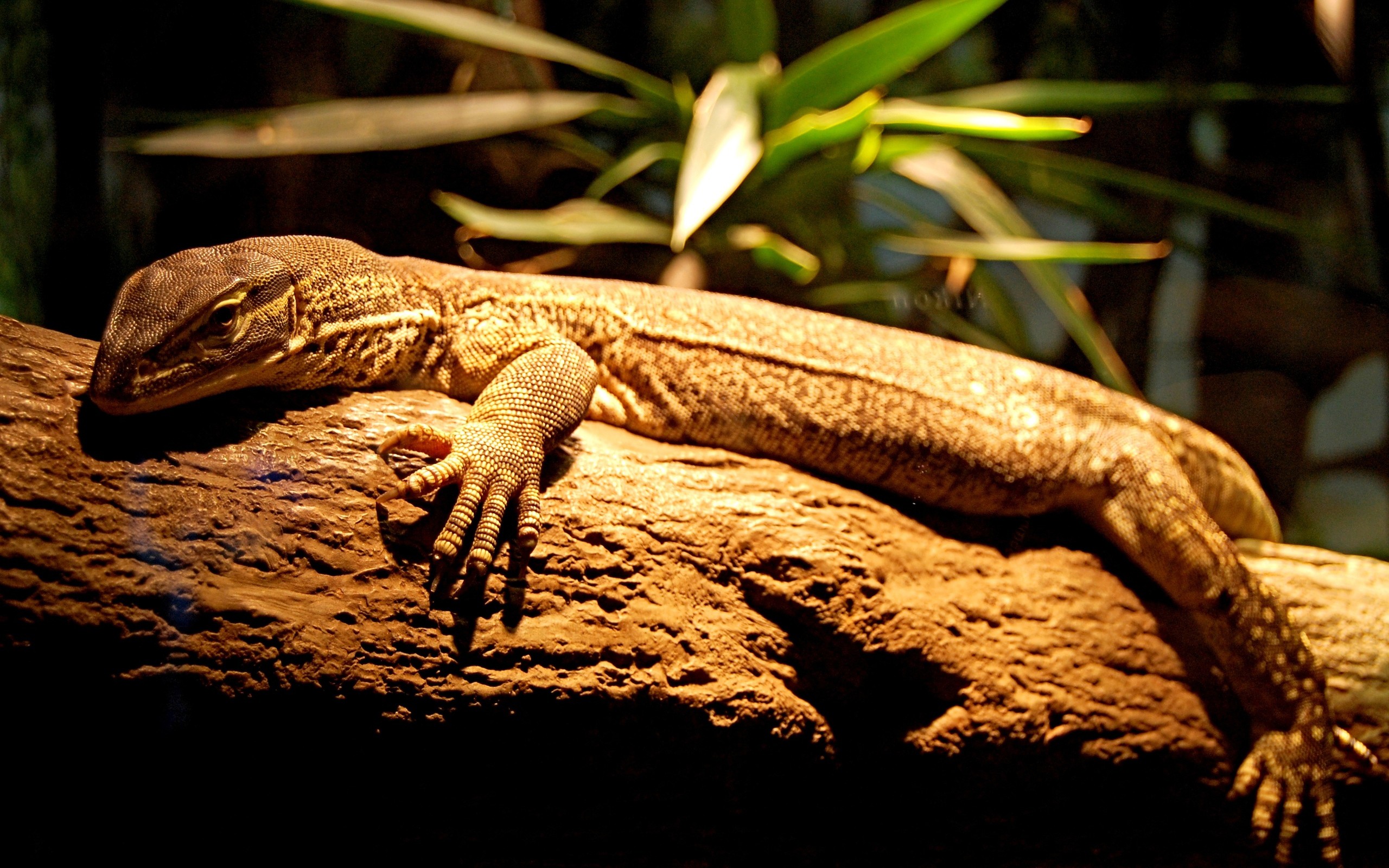 relaxing, On, Tree Wallpaper