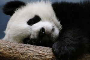 panda, Sleeps, On, A, Branch