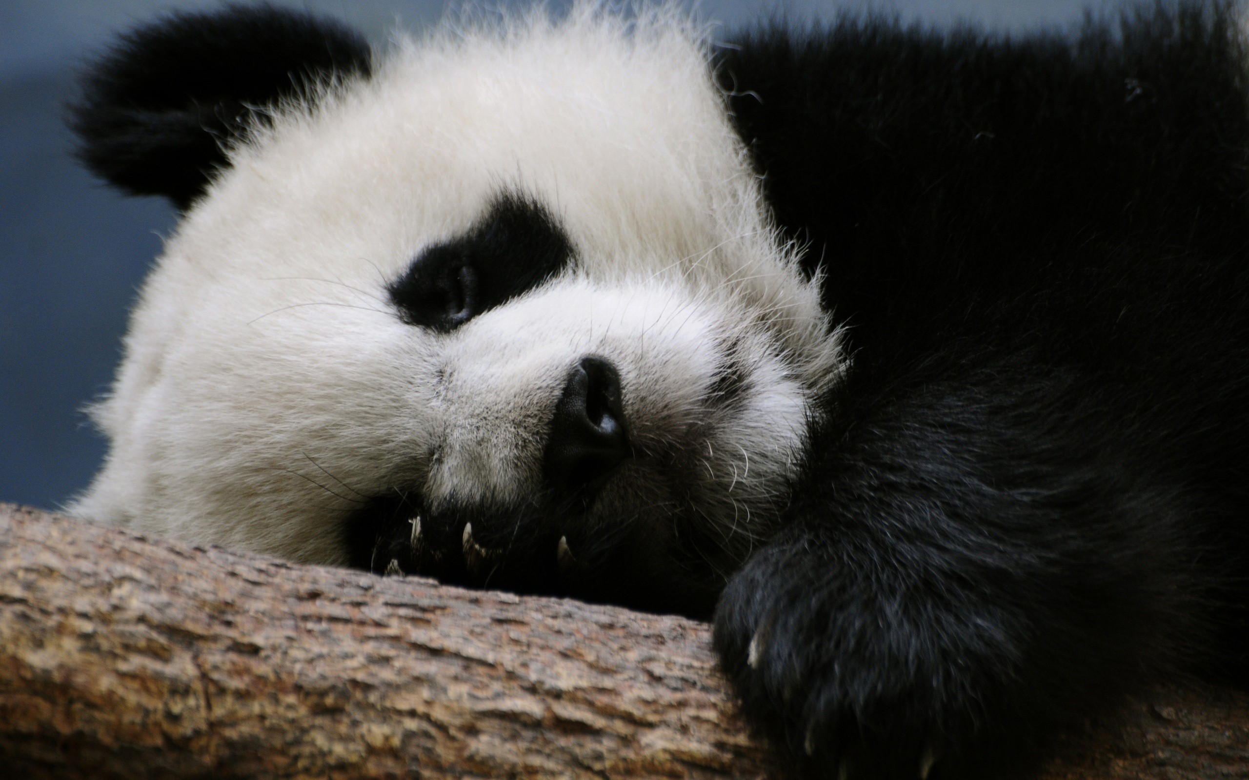 panda, Sleeps, On, A, Branch Wallpaper