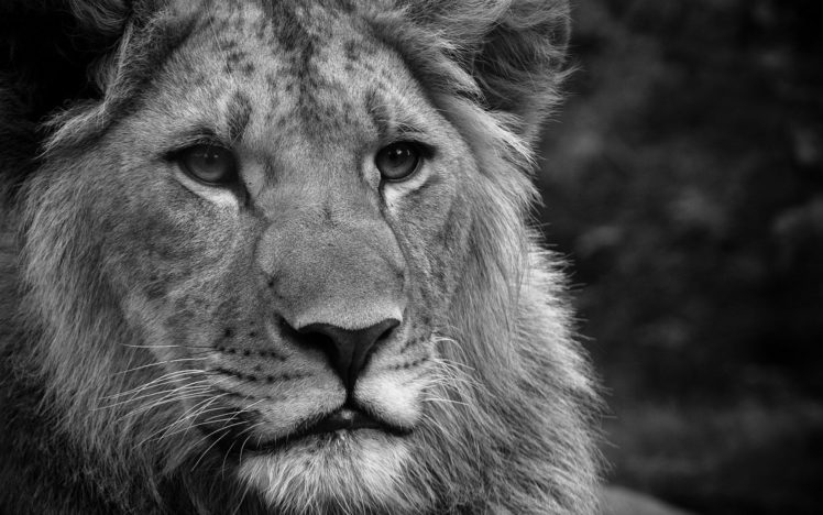 black, And, White, Animals, Monochrome, Lions HD Wallpaper Desktop Background