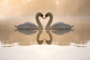 loving, Swans