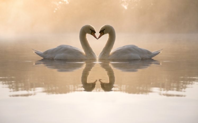 loving, Swans HD Wallpaper Desktop Background