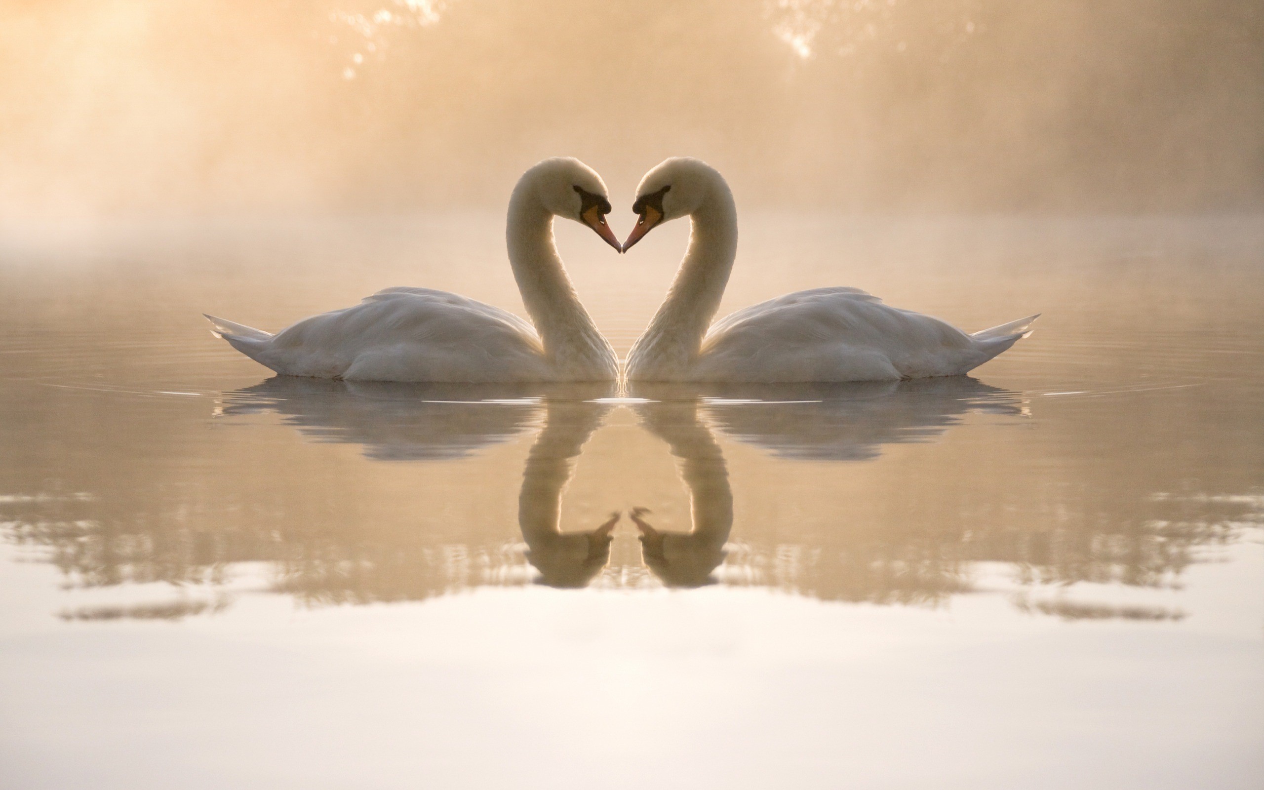 loving, Swans Wallpaper
