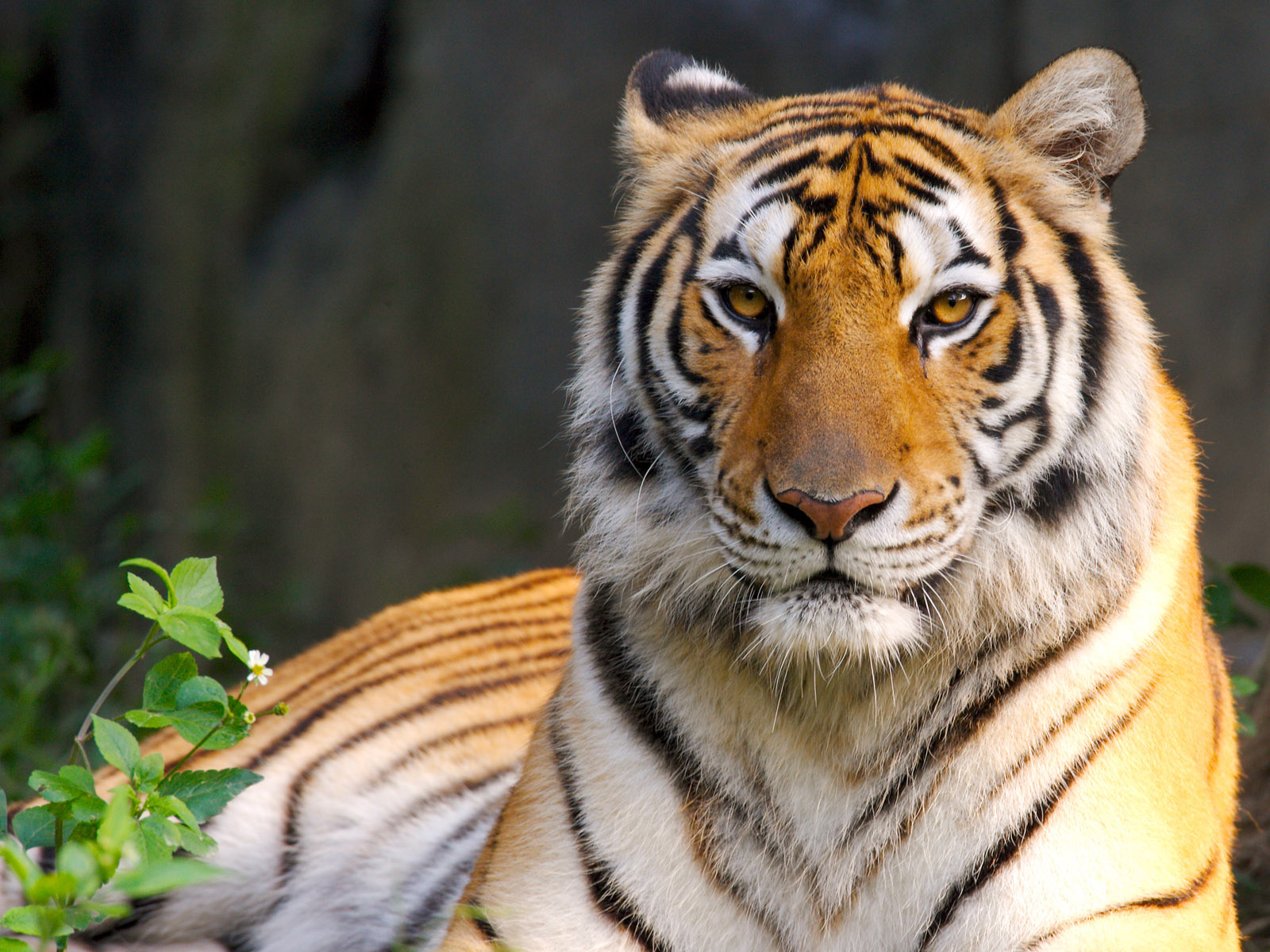 tigers Wallpaper
