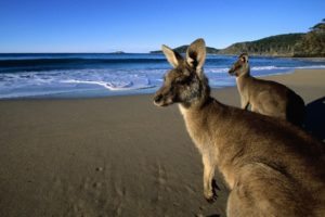 nature, Kangaroos, Beaches