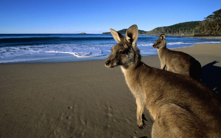 nature, Kangaroos, Beaches HD Wallpaper Desktop Background