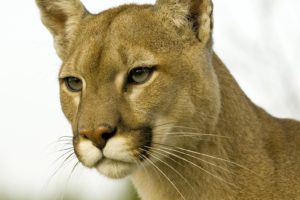 animals, Cougars, Profile, Montana