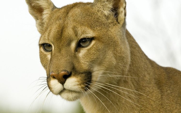 animals, Cougars, Profile, Montana HD Wallpaper Desktop Background