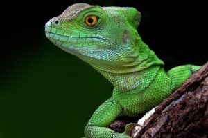 brazilian, Green, Lizard