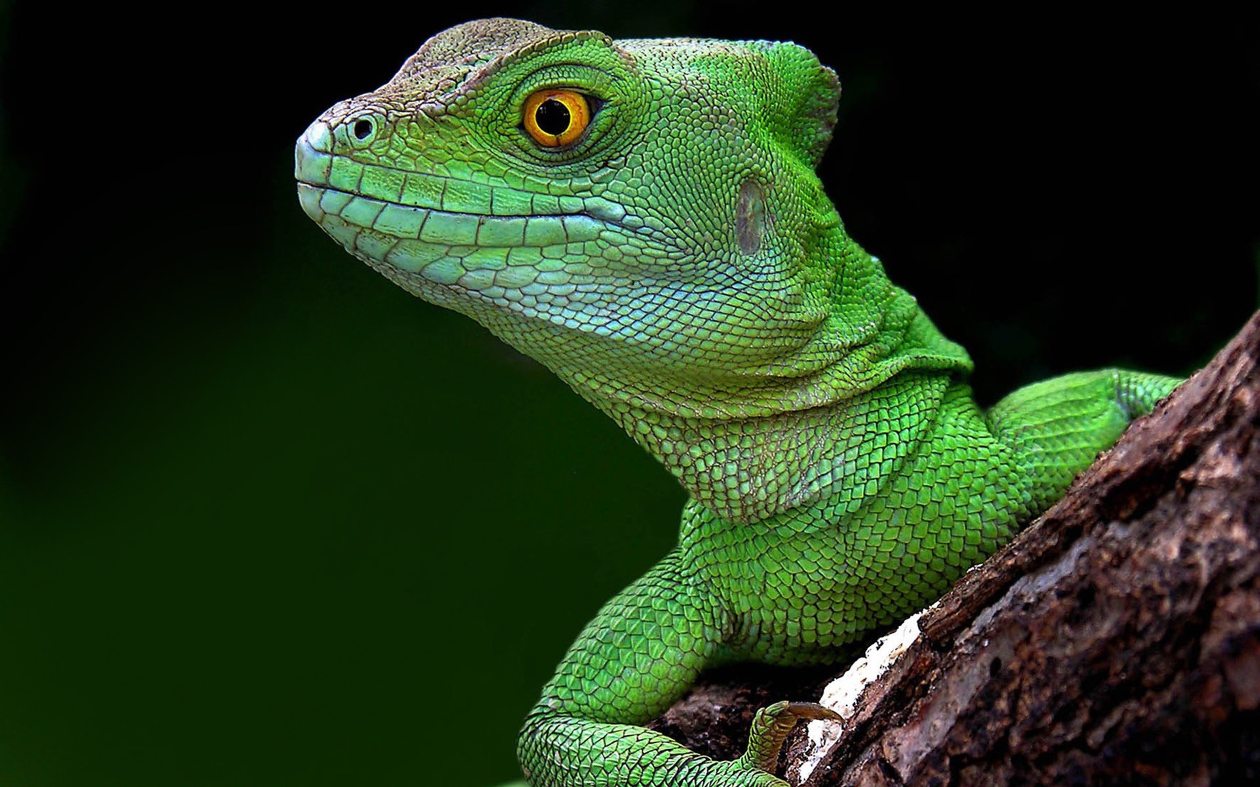 brazilian, Green, Lizard Wallpaper