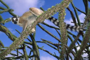 animals, Lemur, Ring tailed, Lemurs