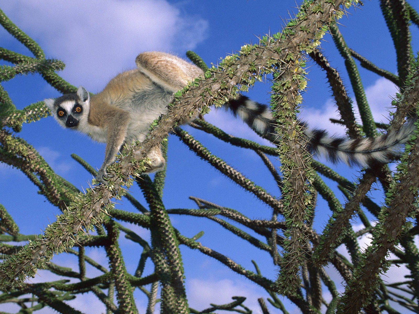 animals, Lemur, Ring tailed, Lemurs Wallpaper