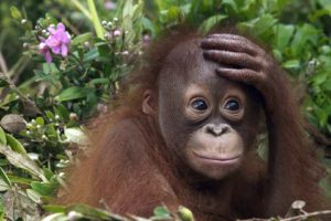 animals, Malaysia, Orangutans