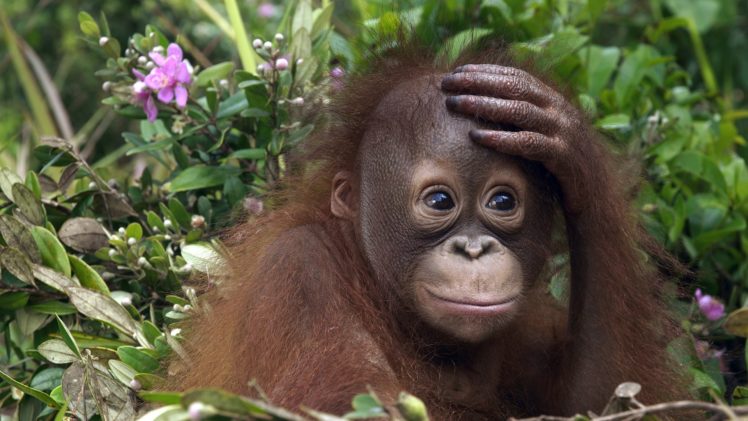 animals, Malaysia, Orangutans HD Wallpaper Desktop Background
