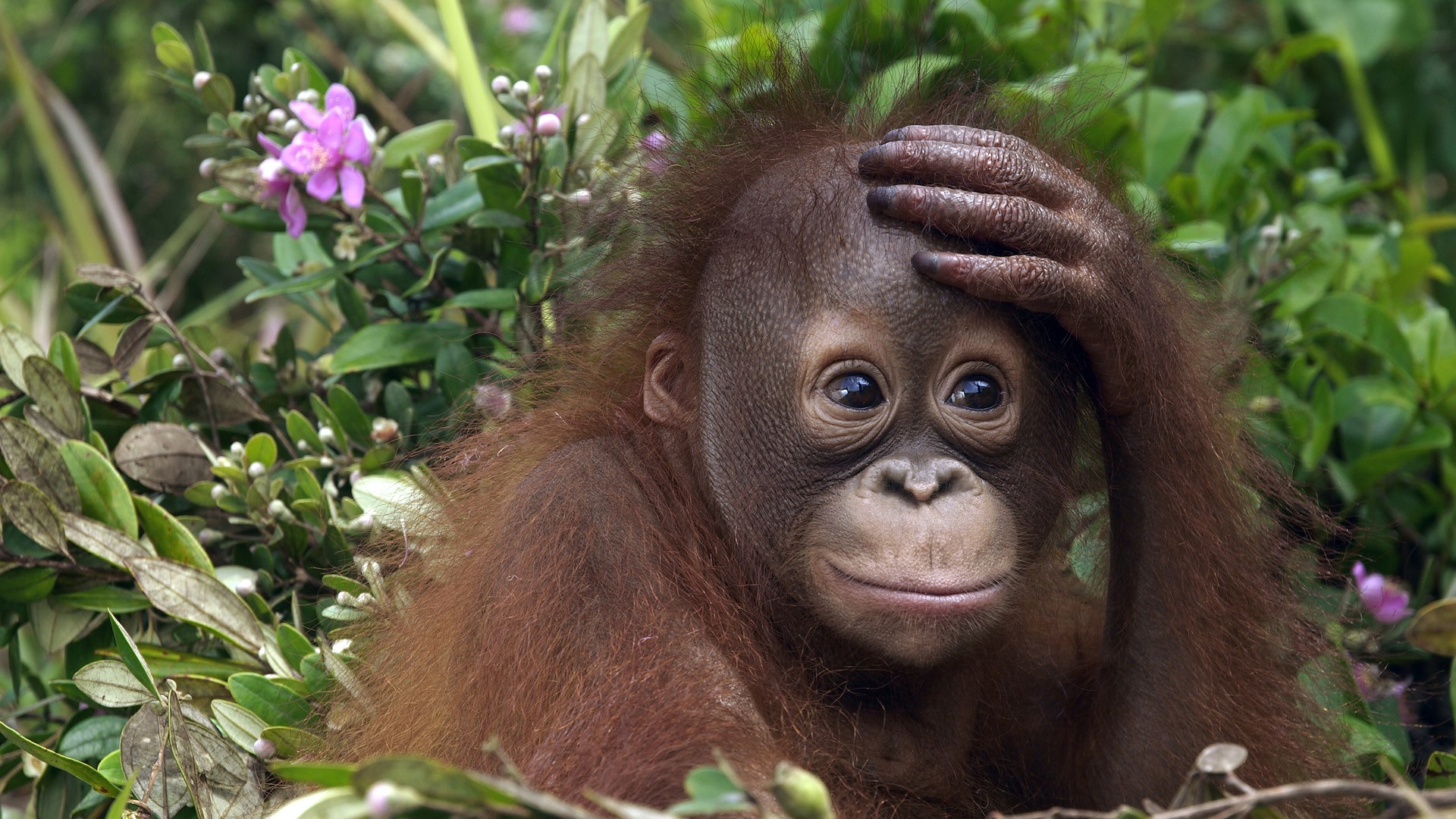 animals, Malaysia, Orangutans Wallpaper