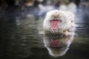 water, Animals, Monkeys, Wild, Animals, Snow, Monkey, Japanese, Macaque