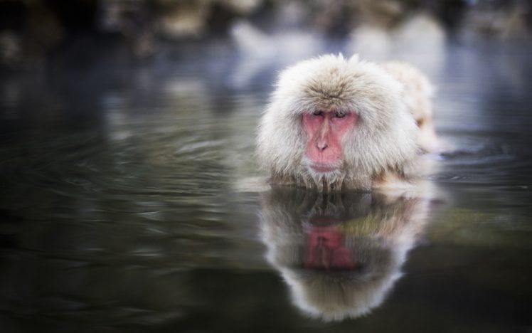 water, Animals, Monkeys, Wild, Animals, Snow, Monkey, Japanese, Macaque HD Wallpaper Desktop Background