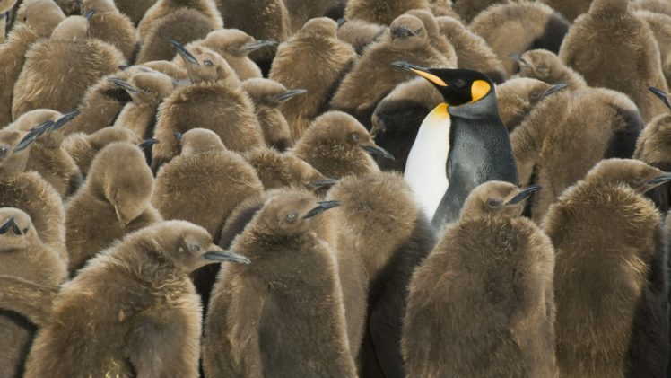 georgia, Penguins, Islands, South HD Wallpaper Desktop Background
