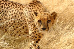 animals, Cheetahs, Predators, Wild, Animals