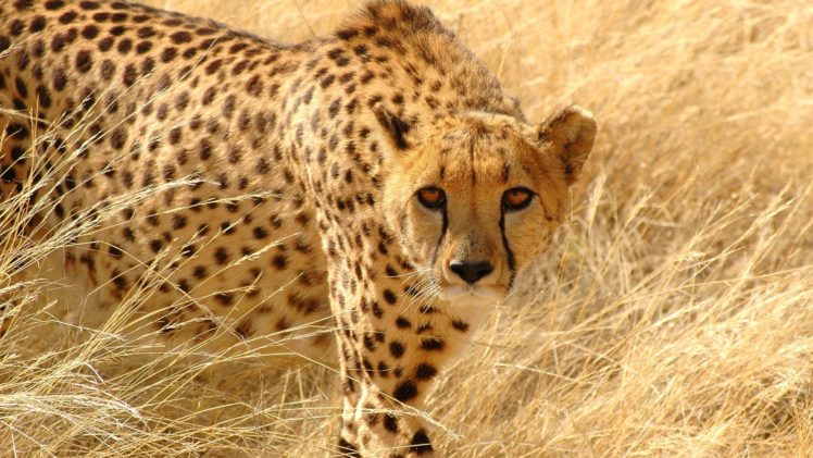 animals, Cheetahs, Predators, Wild, Animals Wallpapers HD / Desktop and  Mobile Backgrounds