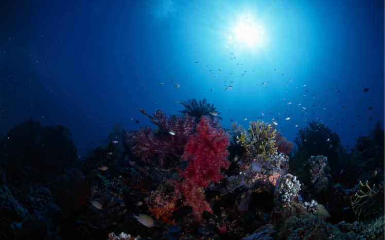 nature, Animals, Underwater, Sea HD Wallpaper Desktop Background