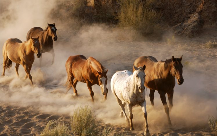 animals HD Wallpaper Desktop Background