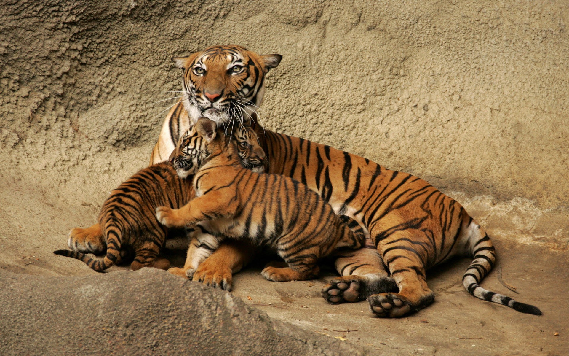 animals, Tigers, Baby, Animals Wallpaper