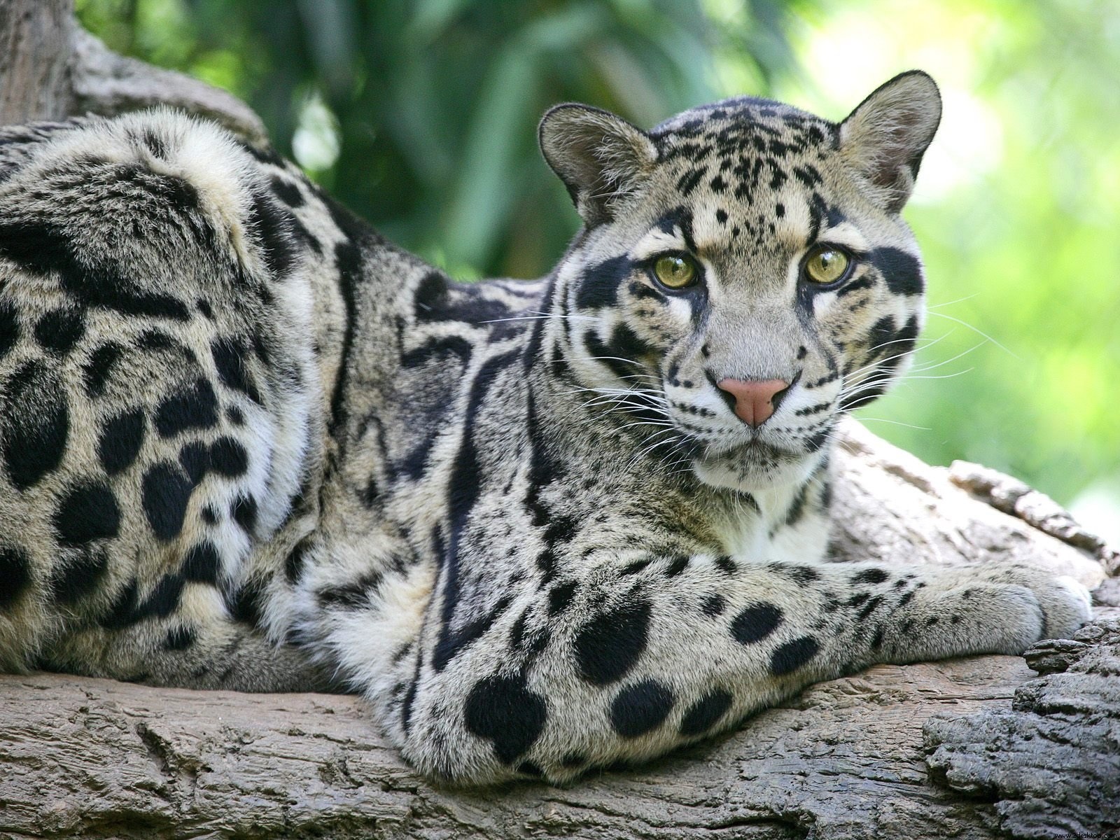 animals Wallpaper