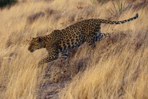 animals, Jaguars