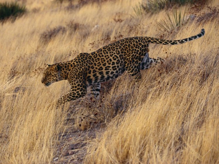 animals, Jaguars HD Wallpaper Desktop Background