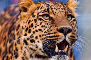 close up, Nature, Animals, Leopards