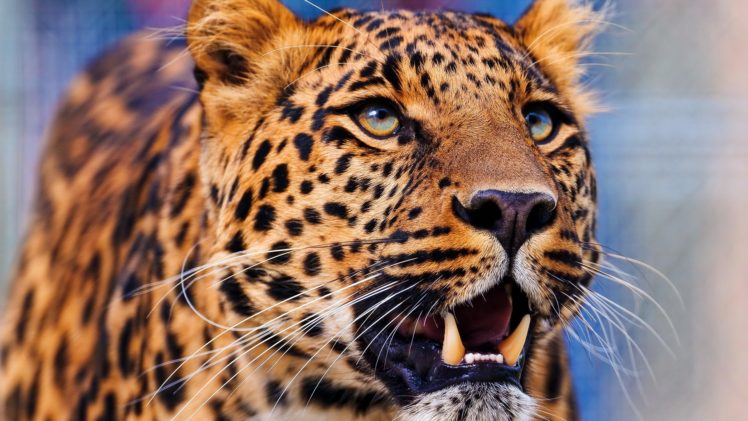 close up, Nature, Animals, Leopards HD Wallpaper Desktop Background