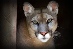animals, Cougars