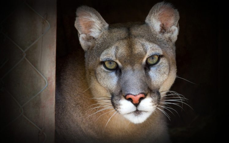animals, Cougars HD Wallpaper Desktop Background