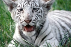 nature, White, Animals, Tigers, Wildlife, Bengal, Tigers