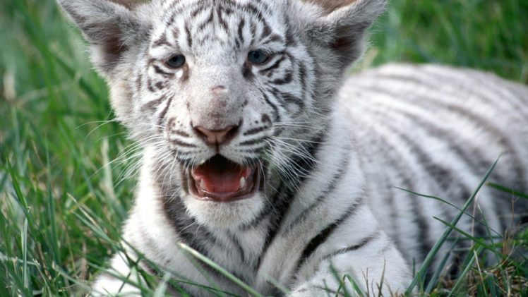 nature, White, Animals, Tigers, Wildlife, Bengal, Tigers HD Wallpaper Desktop Background