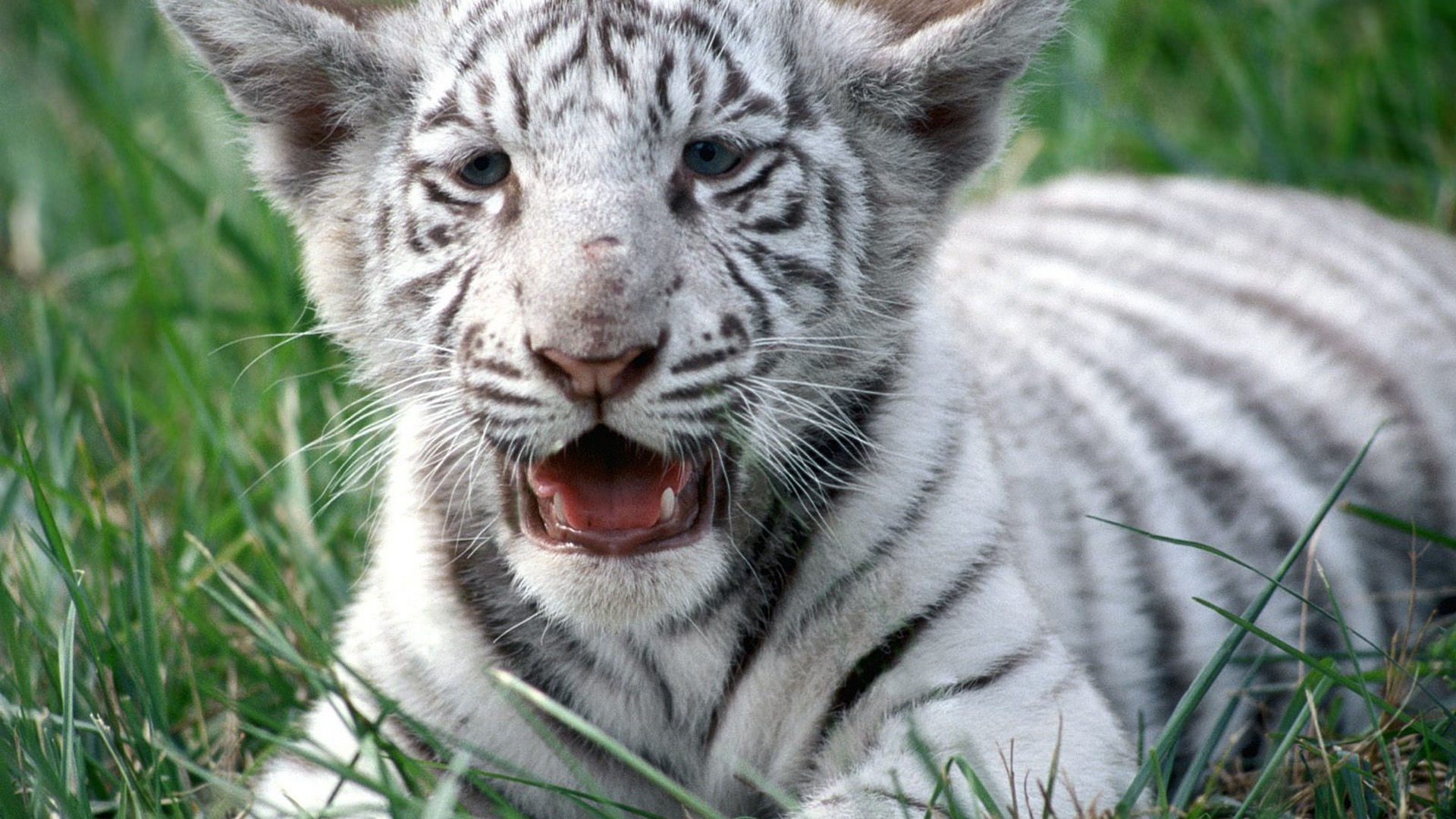 nature, White, Animals, Tigers, Wildlife, Bengal, Tigers Wallpaper