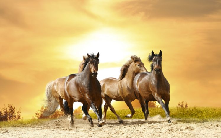 horse, Black, Sunset HD Wallpaper Desktop Background