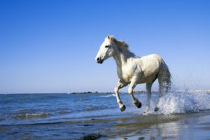 horse, Wet, Water, Spray, White, Galloping