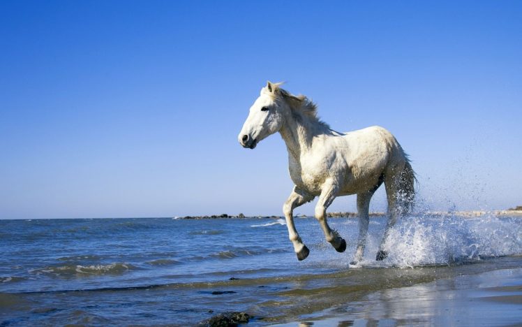 horse, Wet, Water, Spray, White, Galloping HD Wallpaper Desktop Background