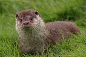 otter, Animal, Grass