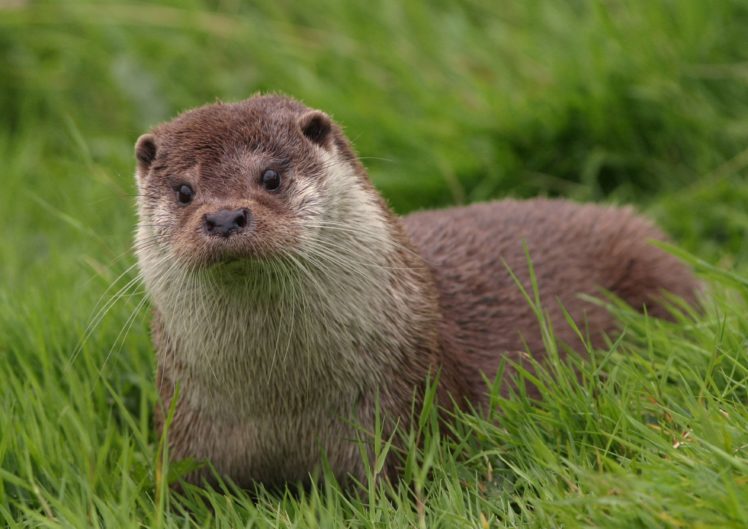 otter, Animal, Grass HD Wallpaper Desktop Background