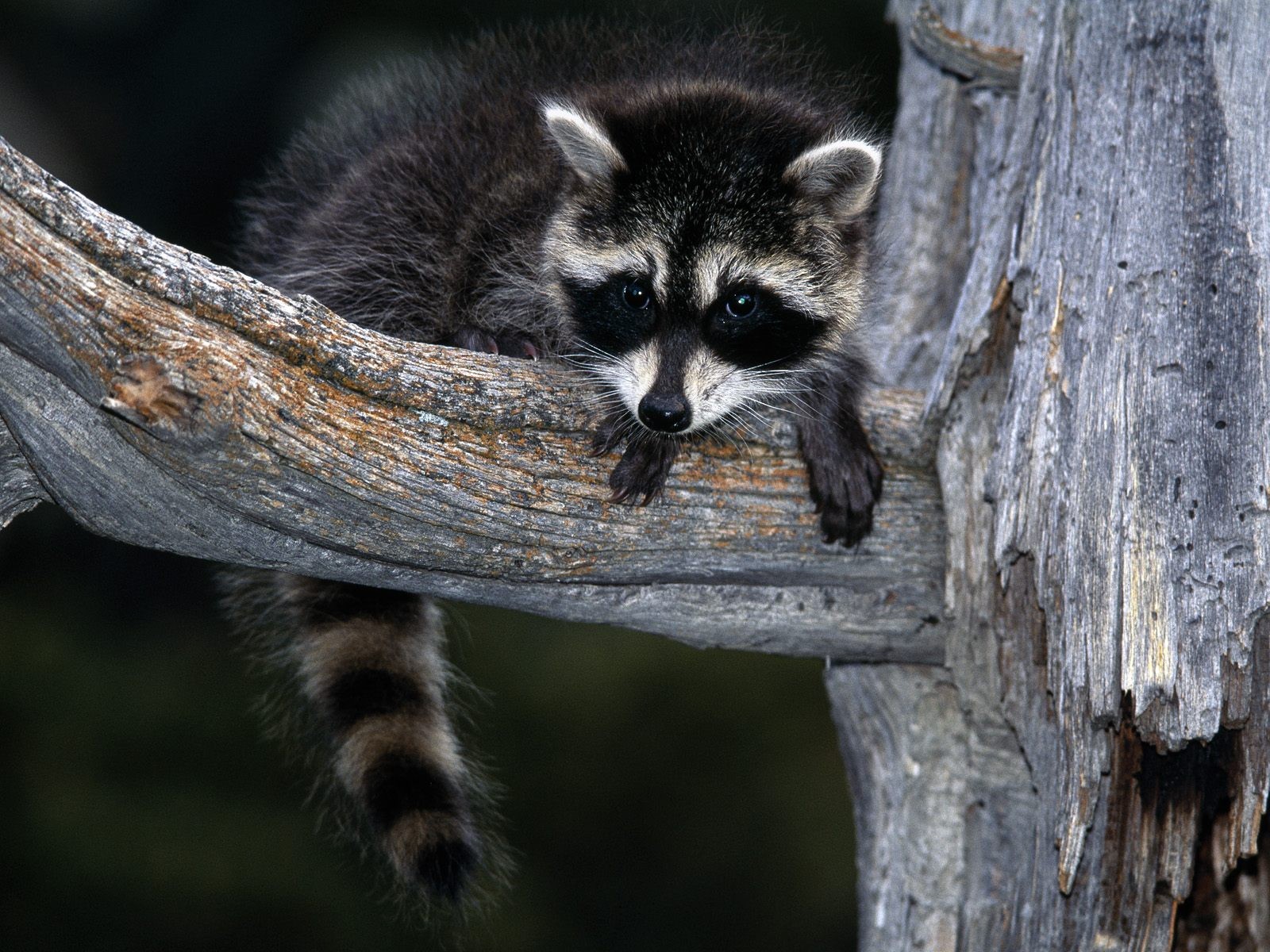 animals Wallpaper