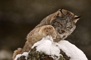 snow, Animals, Lynx, Rocks