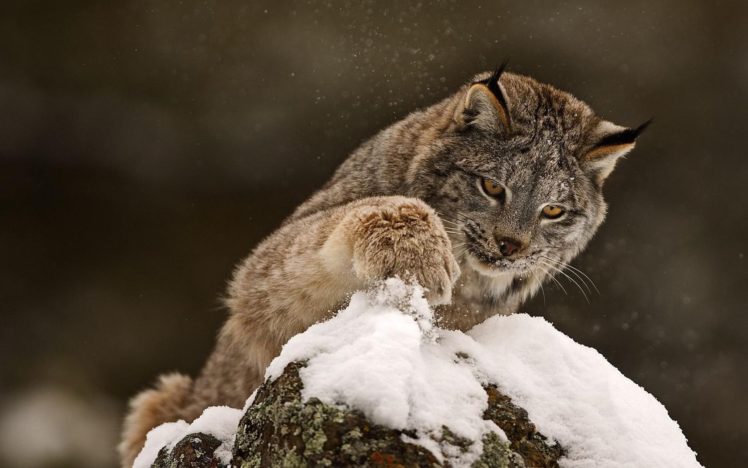 snow, Animals, Lynx, Rocks HD Wallpaper Desktop Background