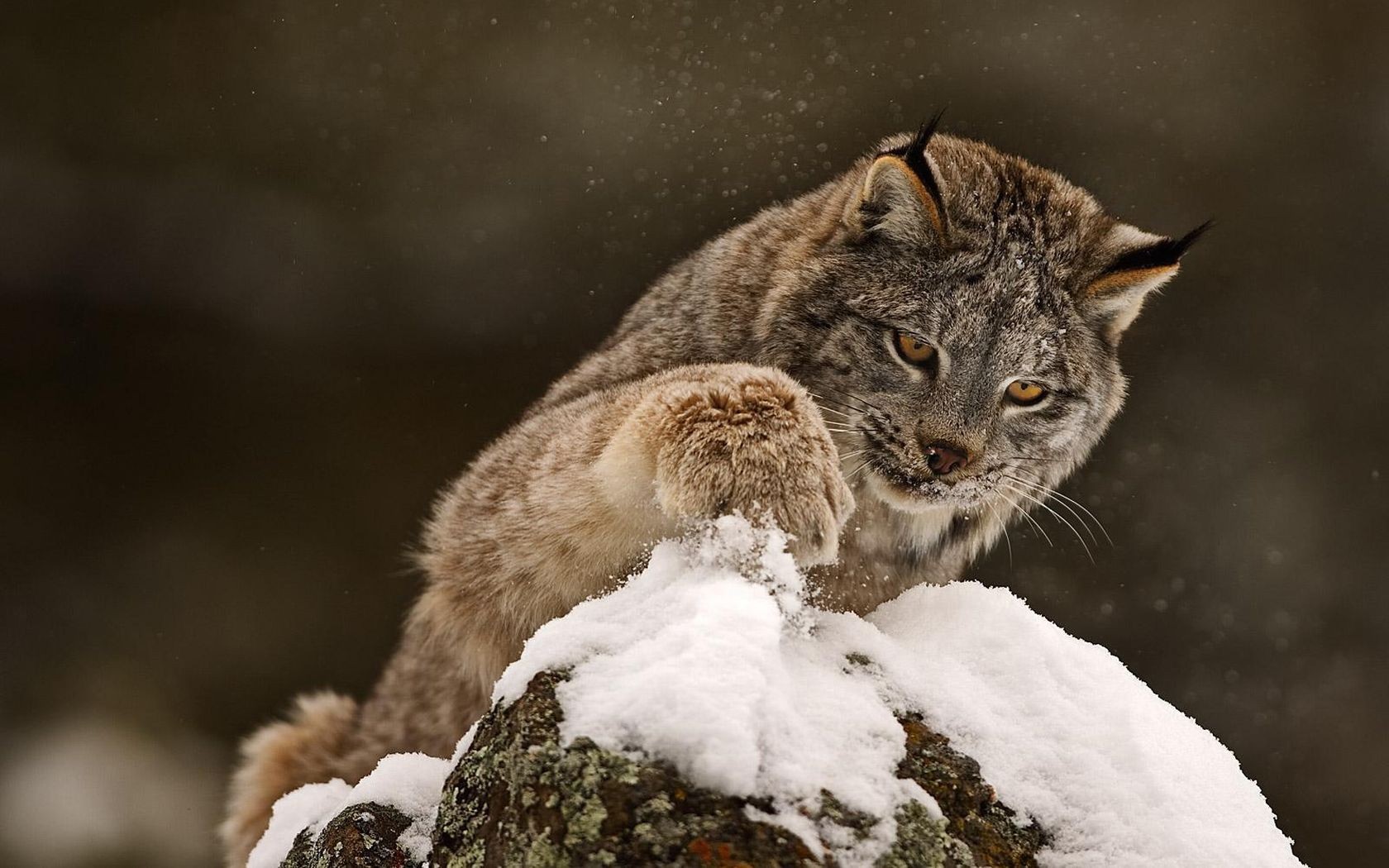 snow, Animals, Lynx, Rocks Wallpaper