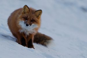 animals, Wildlife, Foxes
